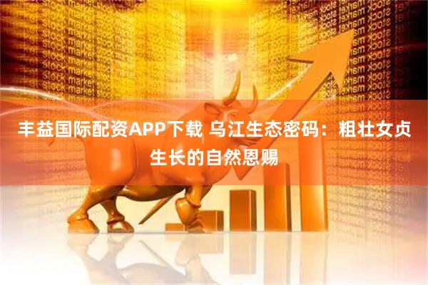 丰益国际配资APP下载 乌江生态密码：粗壮女贞生长的自然恩赐