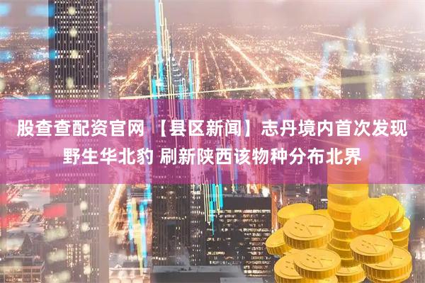 股查查配资官网 【县区新闻】志丹境内首次发现野生华北豹 刷新陕西该物种分布北界