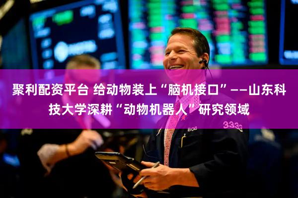 聚利配资平台 给动物装上“脑机接口”——山东科技大学深耕“动物机器人”研究领域